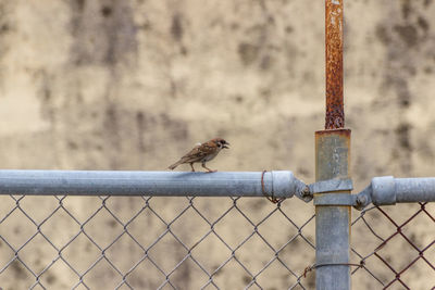 Birds perching on metal fence