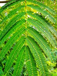 Full frame shot of green leaves