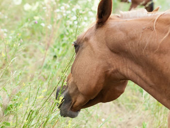 Close-up of horse grazing plants