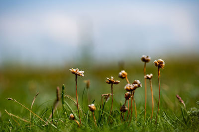 Close-up of flowering plants on field