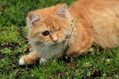 Portrait of ginger cat lying on grass