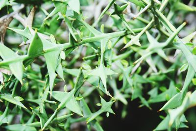 Close-up of fresh green plant