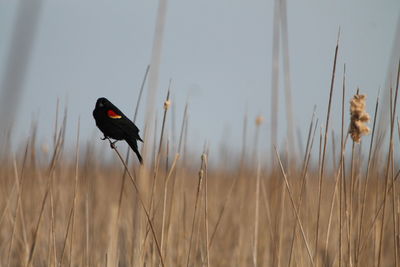 Red-winged blackbird perching on dried plant