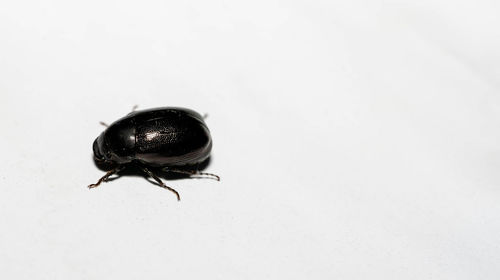 High angle view of fly on white background