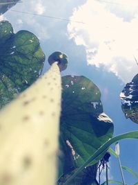 Close-up of turtle against sky