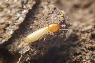 Close-up of insect on rock