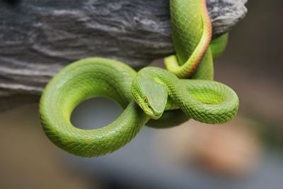 Close-up of green leaf