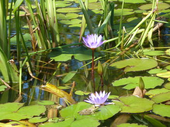 Close-up of lotus water lily in pond