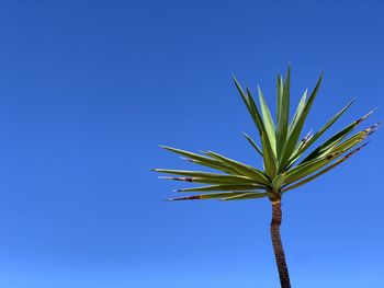 Low angle view of plant against clear blue sky