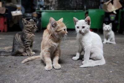 Kittens sitting on street