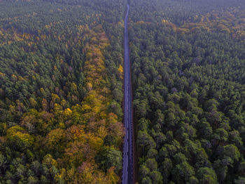 High angle view of trees in forest