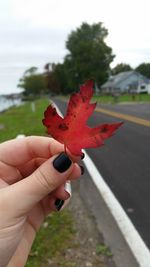 Close-up of hand holding maple leaf on tree trunk