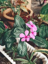 Close-up of pink flowering plant