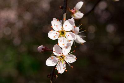 Close-up of white cherry blossoms