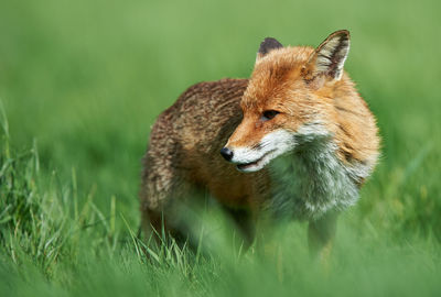 Close-up of an animal on field