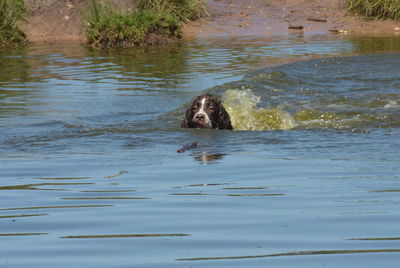 View of dog swimming in water