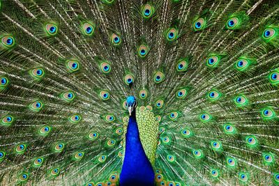 Full frame shot of peacock