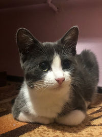 Close-up portrait of a cat