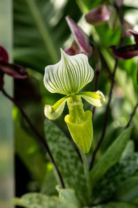 Close-up of flowering plant