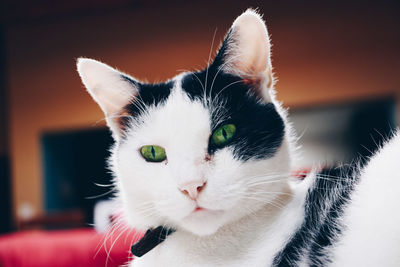 Close-up portrait of cat