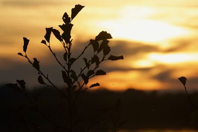 Close-up of silhouette plant against sky during sunset