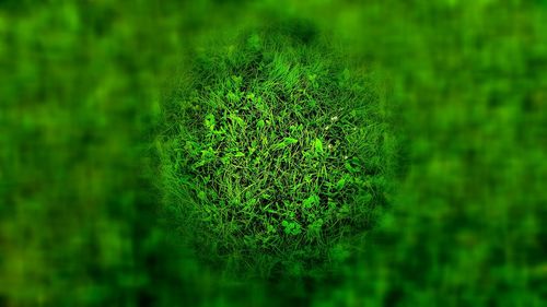 Close-up of plant growing in field