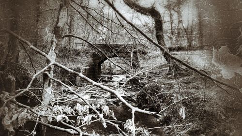 Bare trees in forest during winter