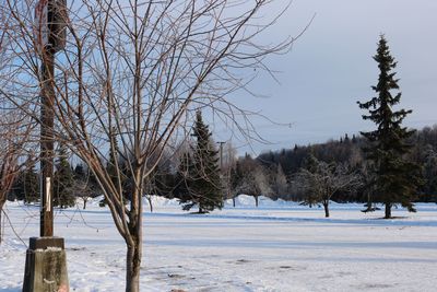 Bare trees on snow covered landscape