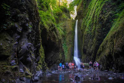 Scenic view of waterfall in forest