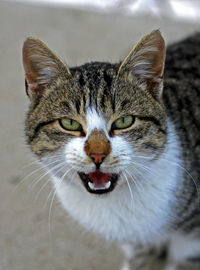 Close-up portrait of a cat