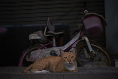 Close-up of cat