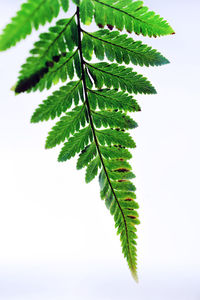 Close-up of leaves on plant against white background