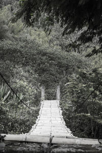 Steps amidst trees