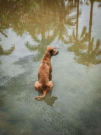 High angle view of dog in lake