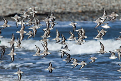 Seagulls flying over sea