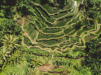 High angle view of agricultural field