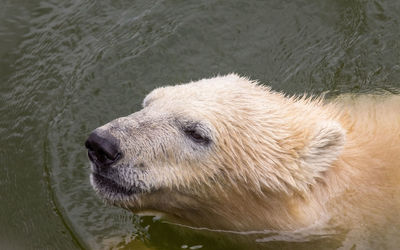 Close-up of dog in water