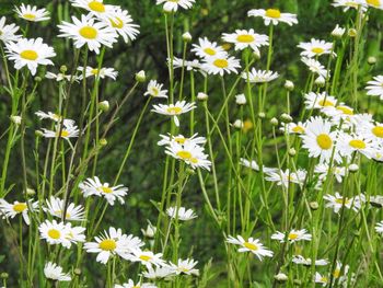 Close-up of yellow flowers blooming on field