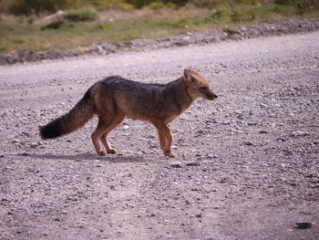 Side view of fox walking on road