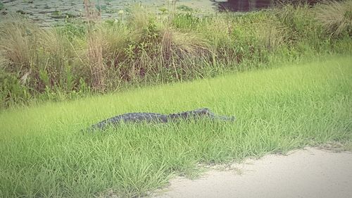 Green snake on grass