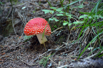 High angle view of fly agaric mushroom on field