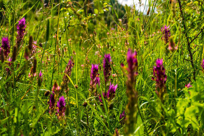 Close-up of purple flowering plants on field
