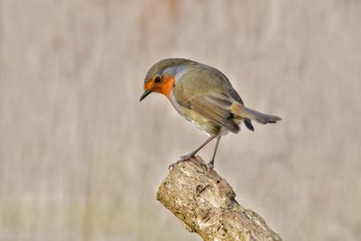 Robin perching on a branch