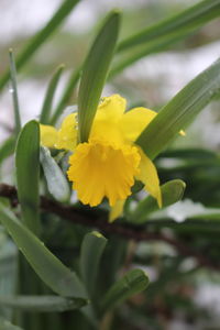 Close-up of yellow flowers