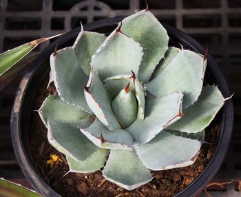 Close-up high angle view of cactus plant