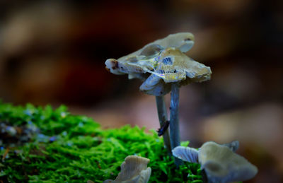 Close-up of mushrooms growing outdoors
