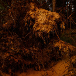 Close-up of tree trunk in forest