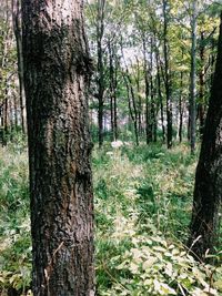 Tree trunk in forest