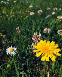 Close-up of yellow cosmos flowers blooming on field