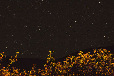 Low angle view of flowering plants against sky at night